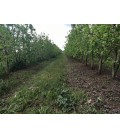 РАБОТНА СЕКЦИЯ С КОРДА ЗА ПОЧИСТВАНЕ ОТ ТРЕВА МЕЖДУ НАСАЖДЕНИЯ