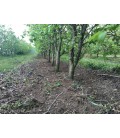РАБОТНА СЕКЦИЯ С КОРДА ЗА ПОЧИСТВАНЕ ОТ ТРЕВА МЕЖДУ НАСАЖДЕНИЯ
