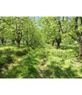 РАБОТНА СЕКЦИЯ С КОРДА ЗА ПОЧИСТВАНЕ ОТ ТРЕВА МЕЖДУ НАСАЖДЕНИЯ